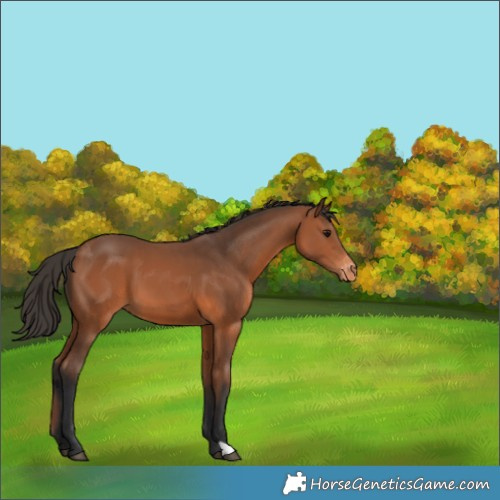 Horse Color:Bay Appaloosa 