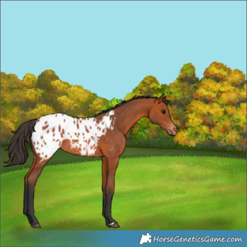 Horse Color:Bay Appaloosa 