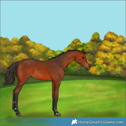 Horse Color:Bay 