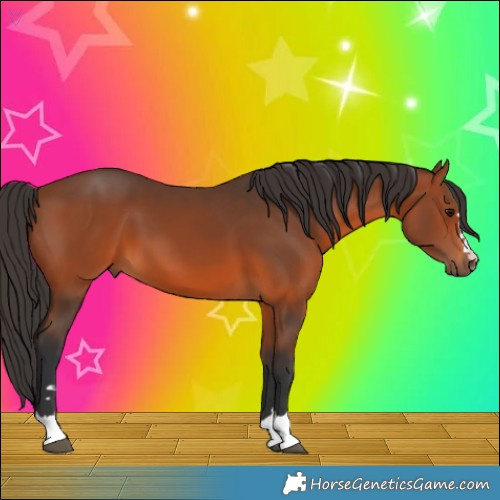 Horse Color:Bay 