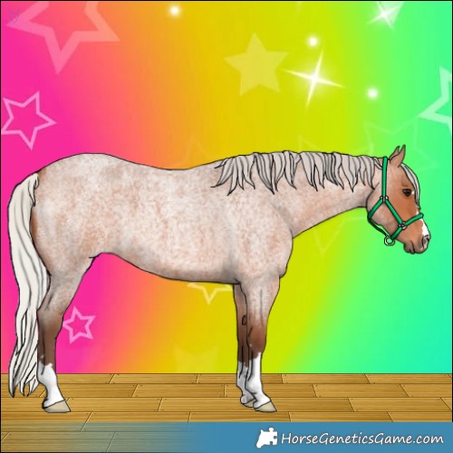 Horse Color:Silver Bay Roan