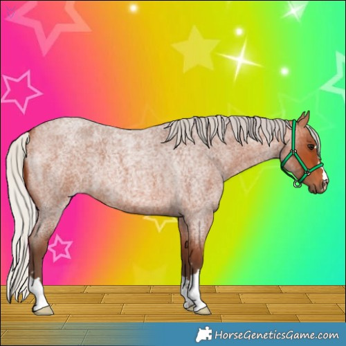 Horse Color:Silver Bay Roan 