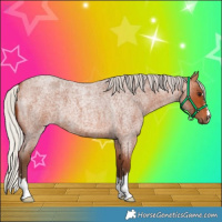Horse Color:Silver Bay Roan 