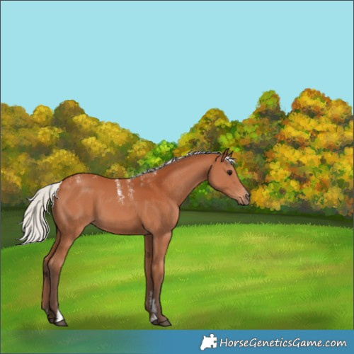 Horse Color:Powder White Silver Bay 