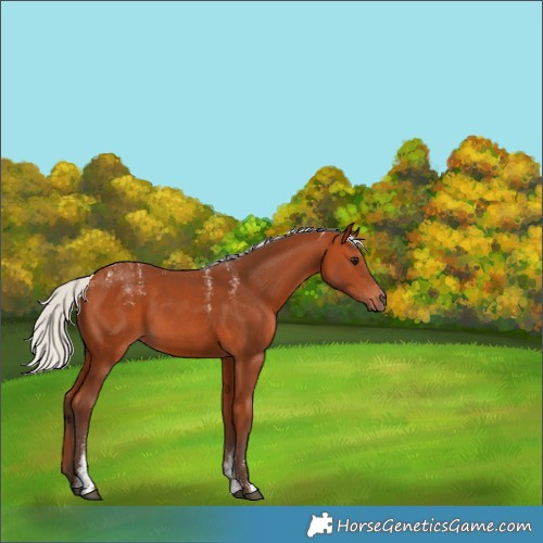 Horse Color:Powder White Silver Bay 