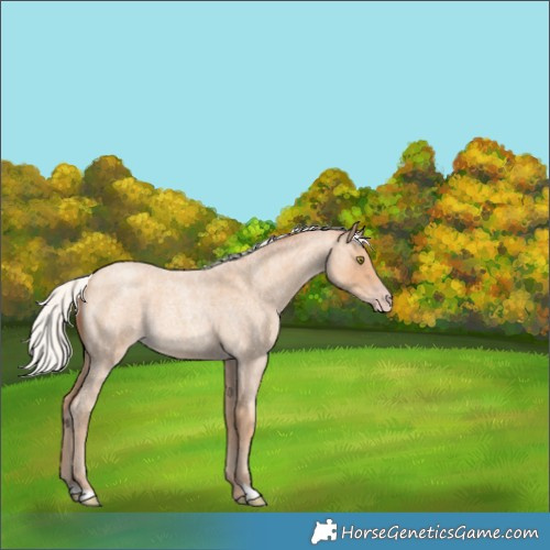 Horse Color:Silver Amber Champagne Roan 