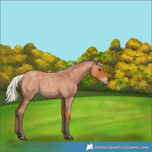 Horse Color:Silver Bay Roan 