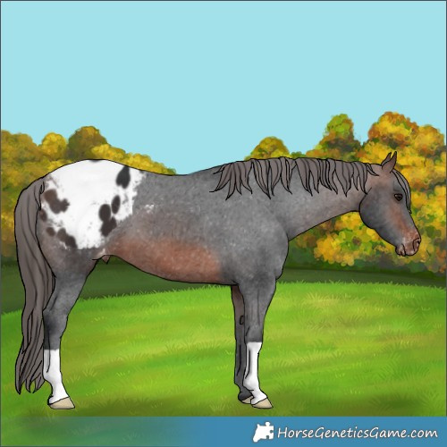 Horse Color:Brown Appaloosa 