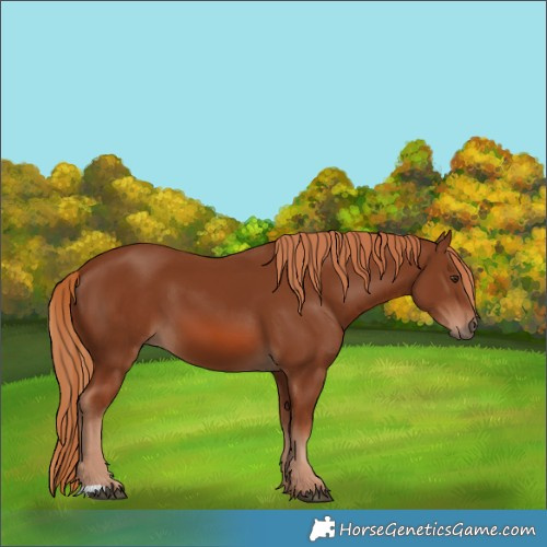 Horse Color:Chestnut 