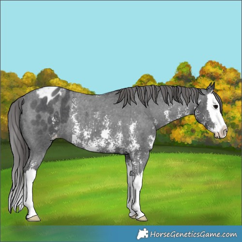 Horse Color:Black Sabino Splash Appaloosa Rabicano 