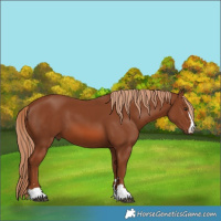 Horse Color:Chestnut 