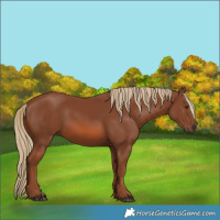 Horse Color:Chestnut 