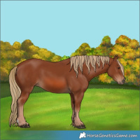 Horse Color:Chestnut 