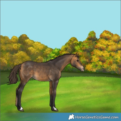 Horse Color:Buckskin 