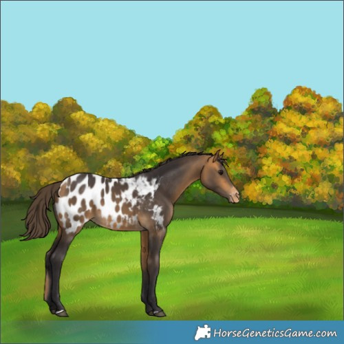 Horse Color:Buckskin Appaloosa 