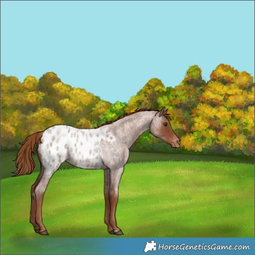 Horse Color:Red Roan Appaloosa 