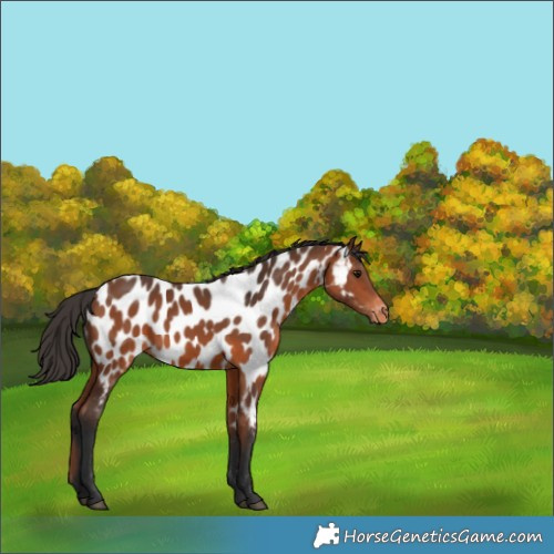 Horse Color:Bay Appaloosa 