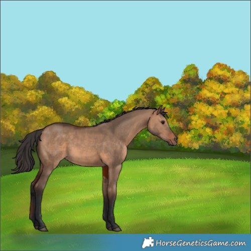 Horse Color:Brown Dun 