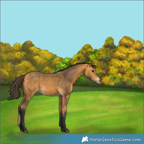 Horse Color:Buckskin 