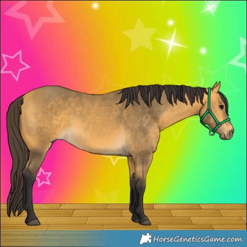 Horse Color:Buckskin 
