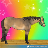 Horse Color:Buckskin 