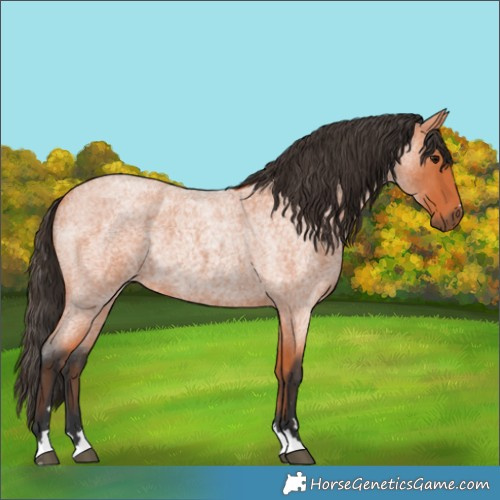 Horse Color:Bay Roan Rabicano 