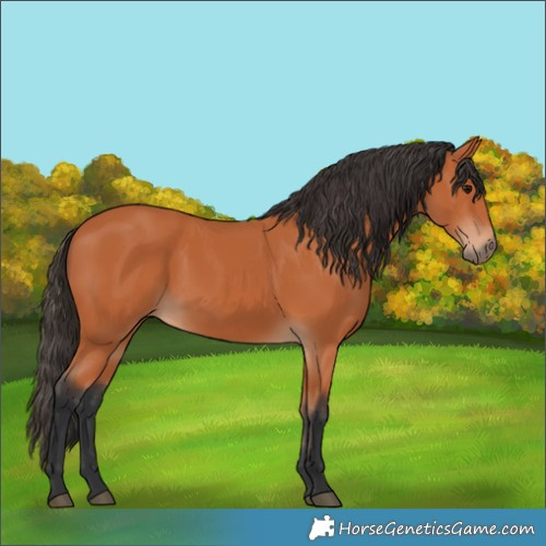 Horse Color:Bay Rabicano 