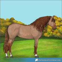 Horse Color:Red Dun 