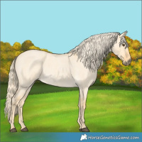 Horse Color:Palomino Roan Dun 
