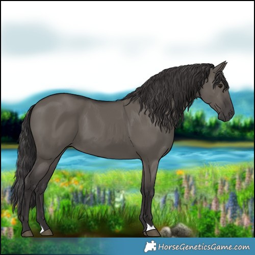 Horse Color:Smoky Grullo 