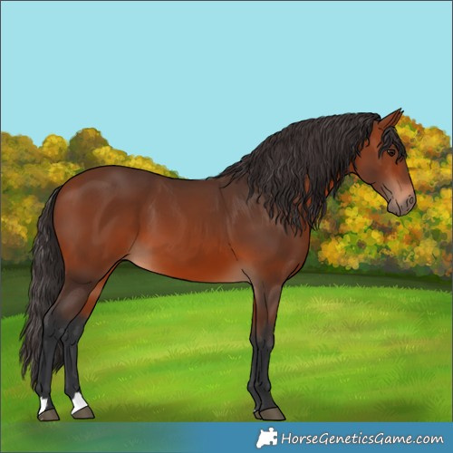 Horse Color:Bay 