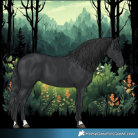 Horse Color:Black 