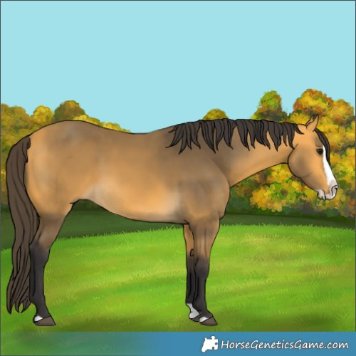 Horse Color:Buckskin Splash 