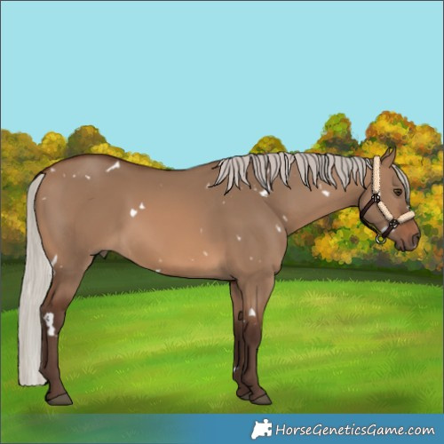 Horse Color:White Spotted Silver Bay Dun 