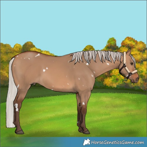 Horse Color:White Spotted Silver Bay Dun