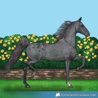 Horse Color:Black Appaloosa