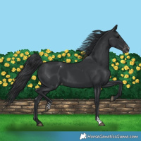 Horse Color:Black Appaloosa