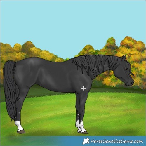 Horse Color:Black 
