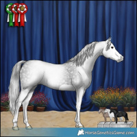 Horse Color:Gray Black Splash Varnish