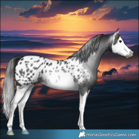 Horse Color:Gray Black Splash Appaloosa 