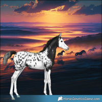 Horse Color:Gray Black Splash Appaloosa 
