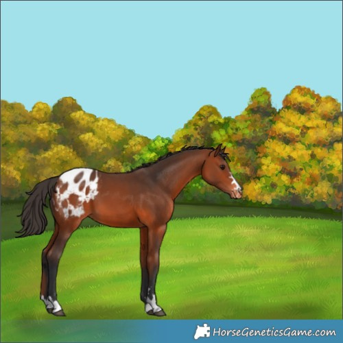 Horse Color:Bay Appaloosa 