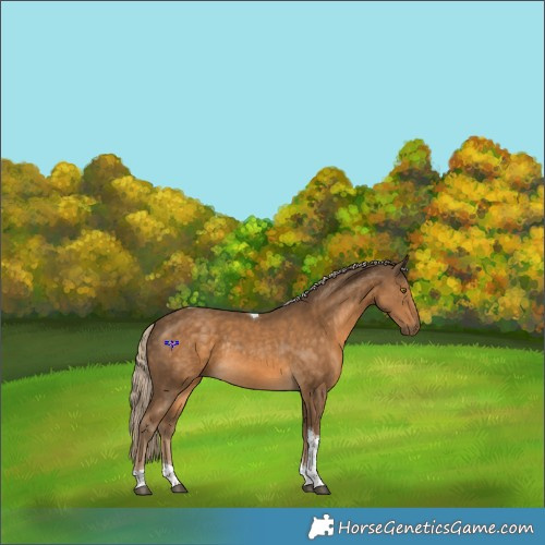 Horse Color:Chocolate Palomino Tobiano Rabicano 