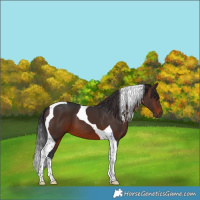 Horse Color:Brown Tobiano 