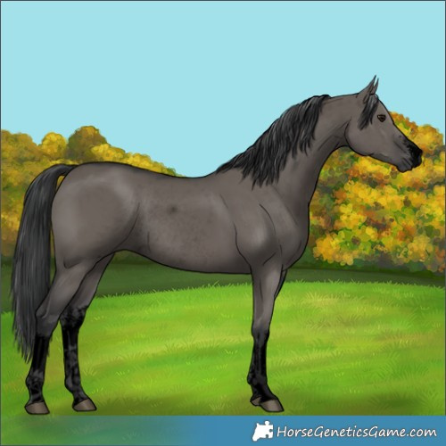 Horse Color:Void White Spotted Grullo Rabicano 