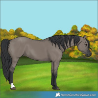 Horse Color:Grullo 