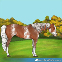 Horse Color:White Spotted Silver Bay Splash