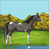 Horse Color:Grullo Splash Tobiano 