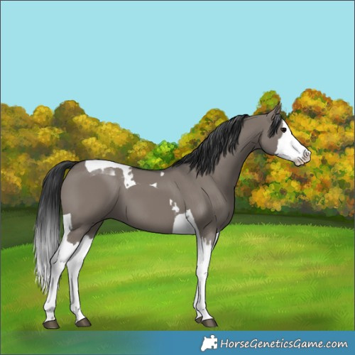 Horse Color:Unknown 