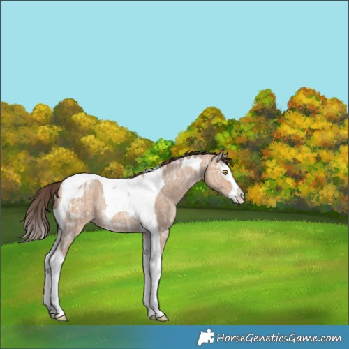 Horse Color:Amber Champagne Ice Splash Tobiano Appaloosa Rabicano 